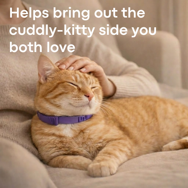 PurrCalm Pheromone Calming Cat Collar